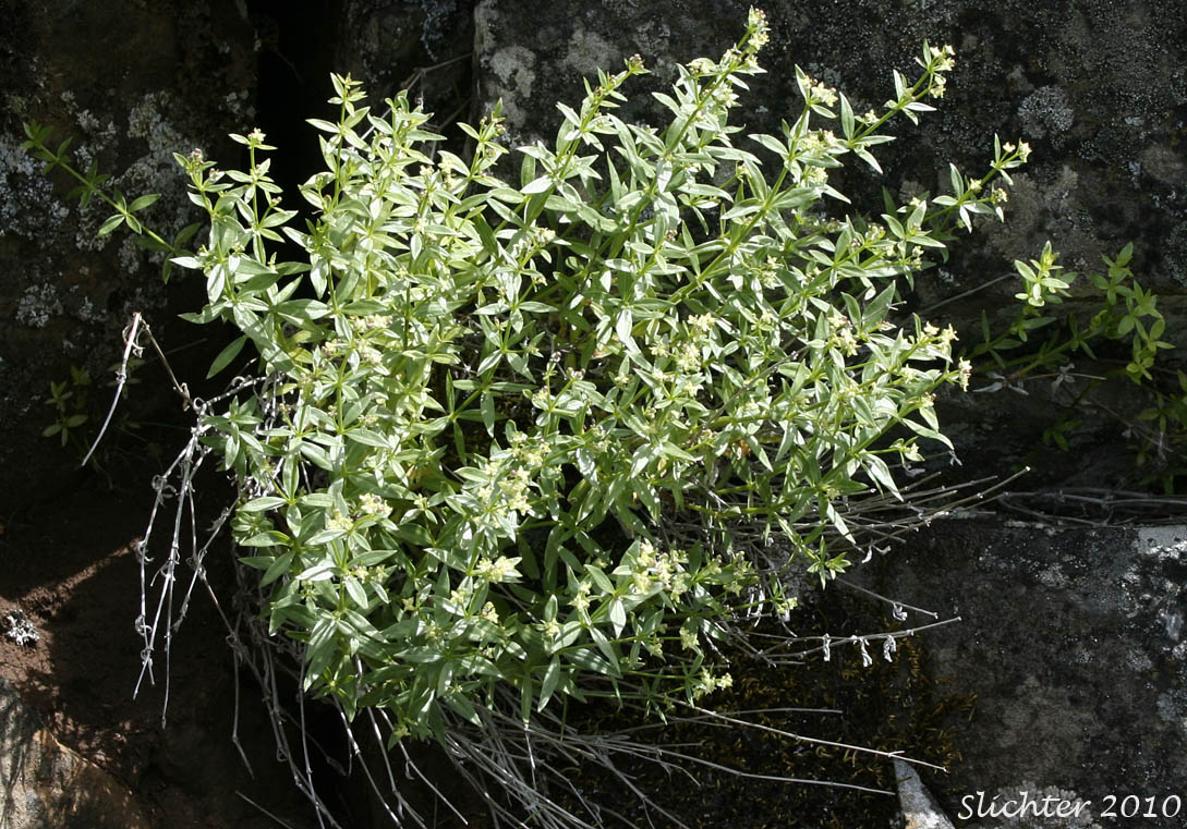 Intermountain Bedstraw, Serpentine Bedstraw : Galium serpenticum (Synonym: Galium serpenticum ssp. warnerense)