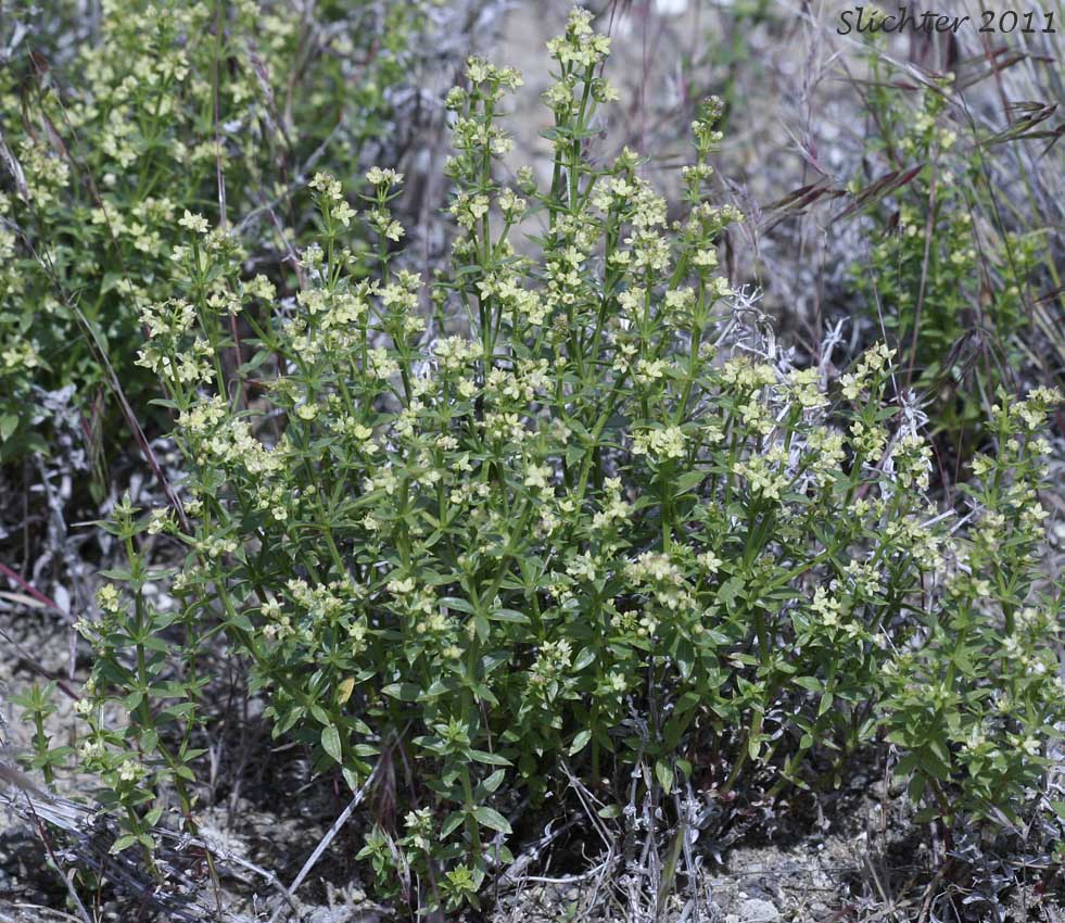 Intermountain Bedstraw, Serpentine Bedstraw : Galium serpenticum (Synonym: Galium serpenticum ssp. warnerense)