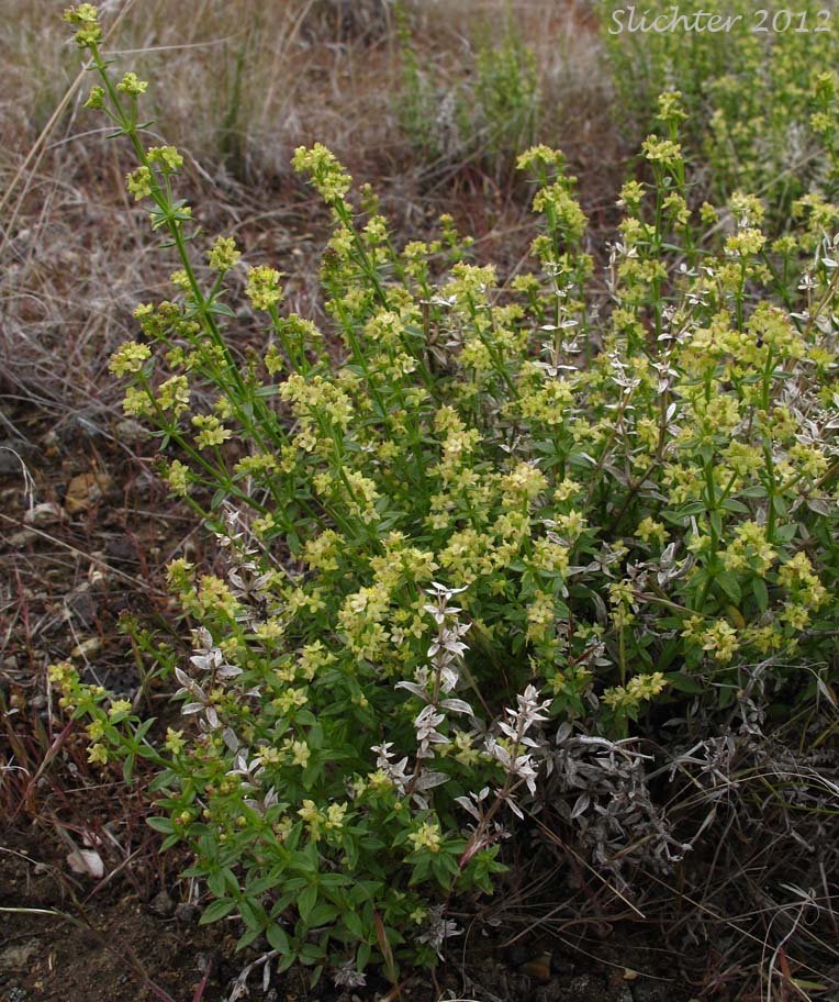 Intermountain Bedstraw, Serpentine Bedstraw : Galium serpenticum (Synonym: Galium serpenticum ssp. warnerense)