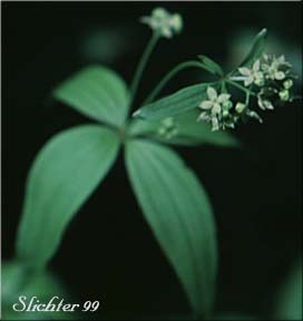 Oregon Bedstraw: Galium oreganum (Synonym: Galium kamtschaticum var. oreganum)