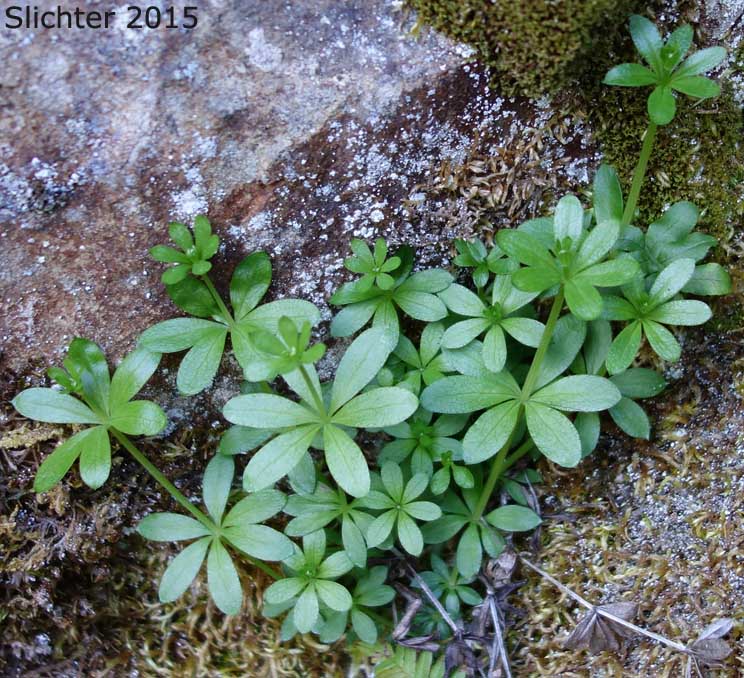 Fragrant Bedstraw, Sweetscented Bedstraw, Three-flowered Bedstraw: Galium triflorum (Synonyms: Galium brachiatum, Galium pennsylvanicum, Galium triflorum var. asprelliforme, Galium triflorum var. viridiflorum)