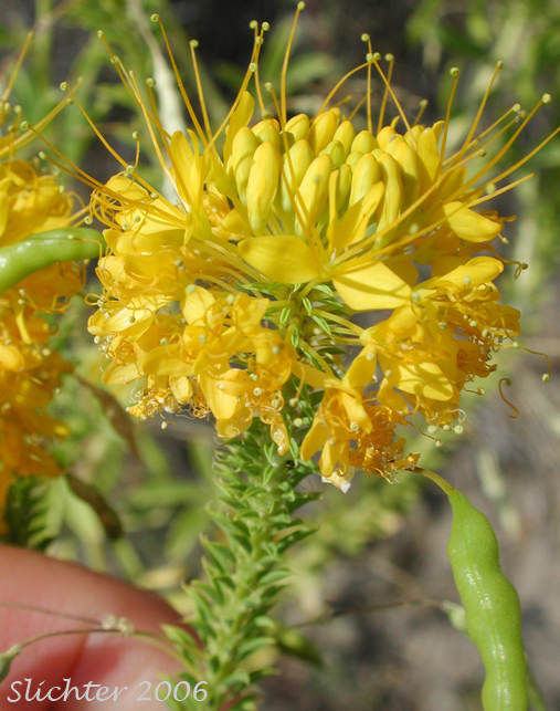 Yellow Bee Plant, Yellow Spiderflower, Yellow Spider Flower: Cleome lutea ssp. lutea (Synonyms: Cleome lutea var. lutea, Peritoma lutea)