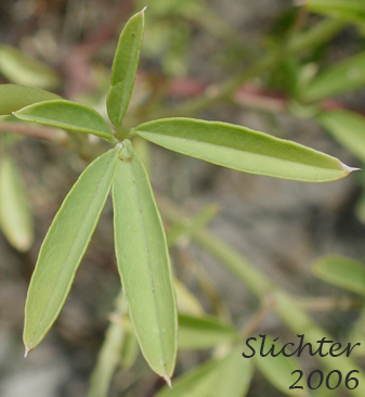 Leaves of Yellow Bee Plant, Yellow Spiderflower, Yellow Spider Flower: Cleome lutea ssp. lutea (Synonyms: Cleome lutea var. lutea, Peritoma lutea)