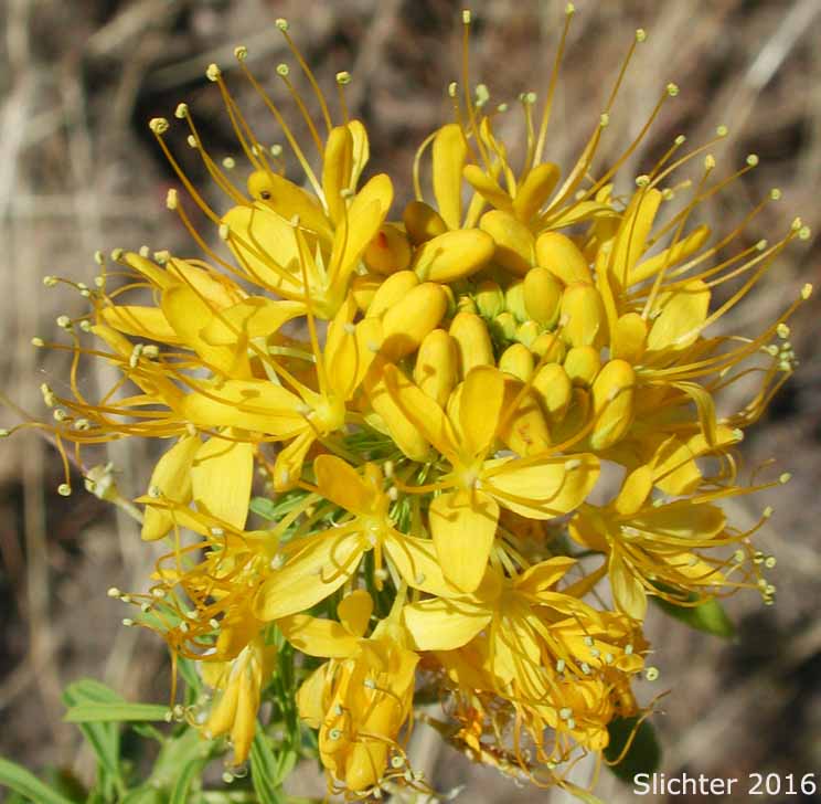 Inflorescence of Yellow Bee Plant, Yellow Spiderflower, Yellow Spider Flower: Cleome lutea ssp. lutea (Synonyms: Cleome lutea var. lutea, Peritoma lutea)