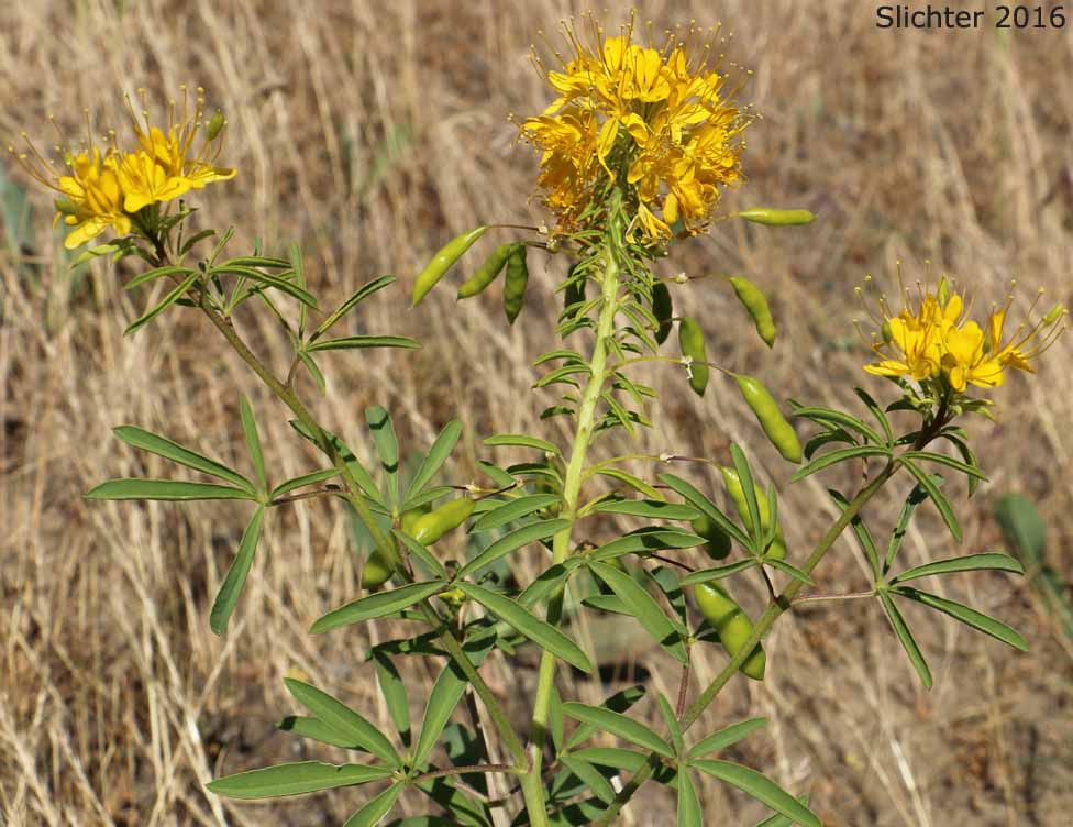 Yellow Bee Plant, Yellow Spiderflower, Yellow Spider Flower: Cleome lutea ssp. lutea (Synonyms: Cleome lutea var. lutea, Peritoma lutea)