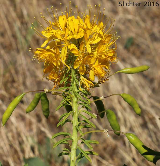 Yellow Bee Plant, Yellow Spiderflower, Yellow Spider Flower: Cleome lutea ssp. lutea (Synonyms: Cleome lutea var. lutea, Peritoma lutea)
