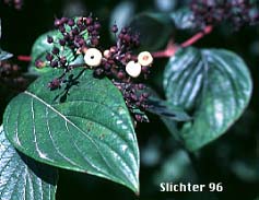 White berries of Creek Dogwood, Red-osier Dogwood: Cornus sericea ssp. occidentalis (Synonym: Cornus stolonifera var. occidentalis)