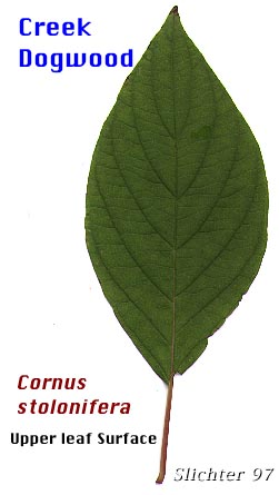leaf of Cornus sericea
