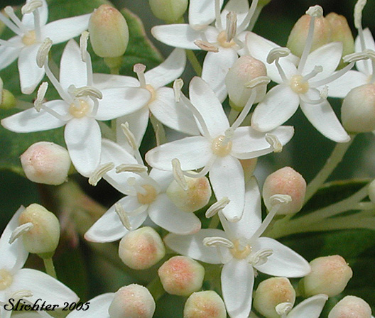 Flowers of Creek Dogwood, Redosier Dogwood, Red-osier Dogwood, Red Osier Dogwood, Western Dogwood, Western Red Osier: Cornus sericea (Synonyms: Cornus xcalifornica, Cornus alba ssp. stolonifera, Cornus alba var. baileyi, Cornus alba var. californica, Cornus alba var. interior, Cornus alba var. occidentalis, Cornus alba var. sibirica, Cornus baileyi, Cornus instolonea, Cornus interior, Cornus occidentalis, Cornus sericea ssp. occidentalis Cornus sericea ssp. sericea, Cornus sericea ssp. stolonifera, Cornus sericea var. interior, Cornus stolonifera, Cornus stolonifera var. baileyi, Cornus stolonifera var. californica, Cornus stolonifera var. coloradensis, Cornus stolonifera var. interior, Cornus stolonifera var. occidentalis, Cornus stolonifera var. stolonifera, Swida instolonea, Swida sericea, Swida stolonifera)