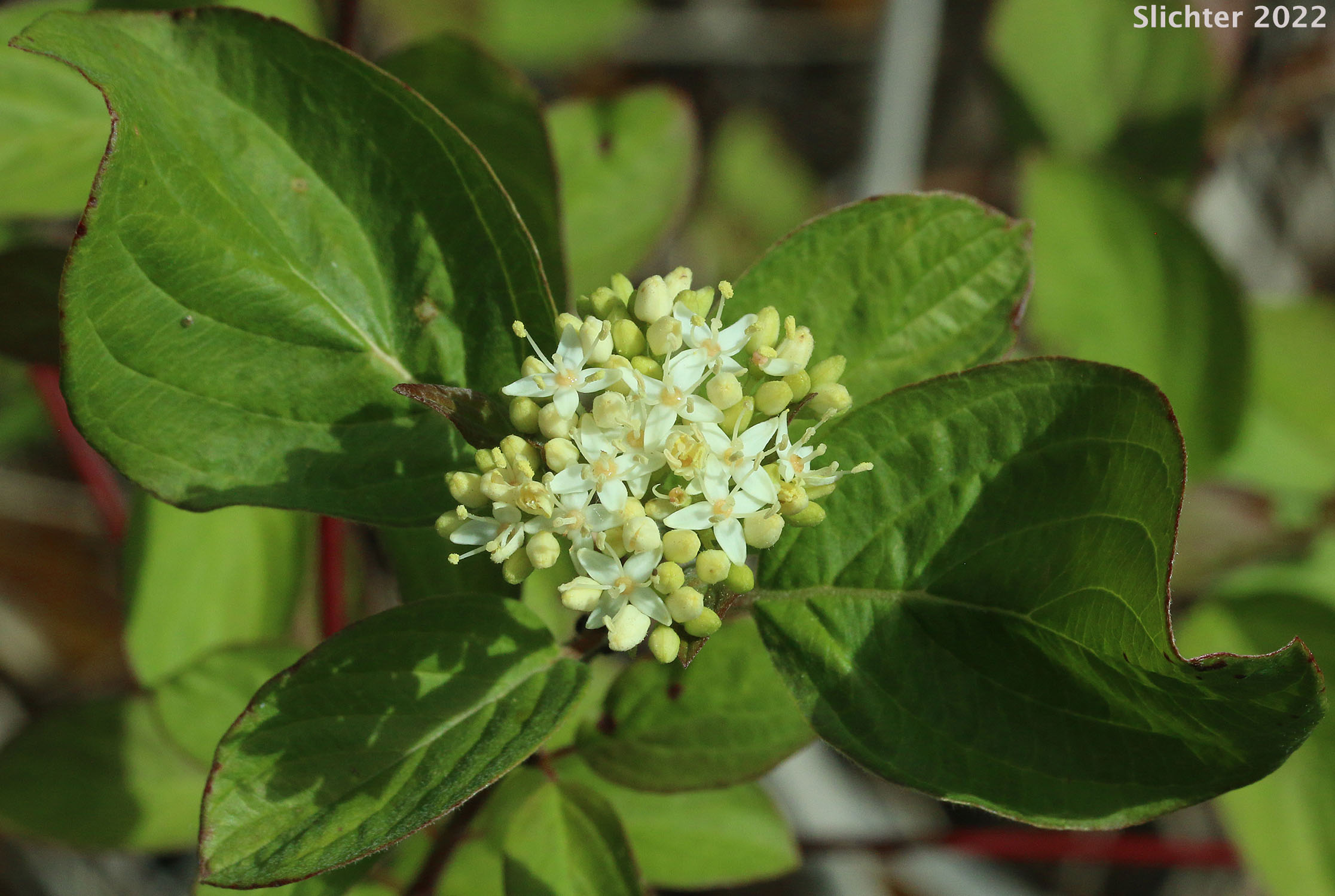 Inflorescence and paired leaves of Creek Dogwood, Redosier Dogwood, Red-osier Dogwood, Red Osier Dogwood, Western Dogwood, Western Red Osier: Cornus sericea (Synonyms: Cornus xcalifornica, Cornus alba ssp. stolonifera, Cornus alba var. baileyi, Cornus alba var. californica, Cornus alba var. interior, Cornus alba var. occidentalis, Cornus alba var. sibirica, Cornus baileyi, Cornus instolonea, Cornus interior, Cornus occidentalis, Cornus sericea ssp. occidentalis Cornus sericea ssp. sericea, Cornus sericea ssp. stolonifera, Cornus sericea var. interior, Cornus stolonifera, Cornus stolonifera var. baileyi, Cornus stolonifera var. californica, Cornus stolonifera var. coloradensis, Cornus stolonifera var. interior, Cornus stolonifera var. occidentalis, Cornus stolonifera var. stolonifera, Swida instolonea, Swida sericea, Swida stolonifera)