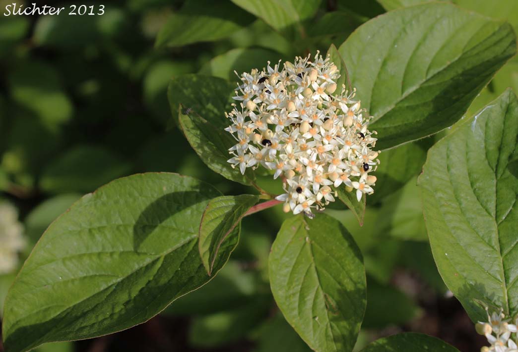 Creek Dogwood, Redosier Dogwood, Red-osier Dogwood, Red Osier Dogwood, Western Dogwood, Western Red Osier: Cornus sericea (Synonyms: Cornus xcalifornica, Cornus alba ssp. stolonifera, Cornus alba var. baileyi, Cornus alba var. californica, Cornus alba var. interior, Cornus alba var. occidentalis, Cornus alba var. sibirica, Cornus baileyi, Cornus instolonea, Cornus interior, Cornus occidentalis, Cornus sericea ssp. occidentalis Cornus sericea ssp. sericea, Cornus sericea ssp. stolonifera, Cornus sericea var. interior, Cornus stolonifera, Cornus stolonifera var. baileyi, Cornus stolonifera var. californica, Cornus stolonifera var. coloradensis, Cornus stolonifera var. interior, Cornus stolonifera var. occidentalis, Cornus stolonifera var. stolonifera, Swida instolonea, Swida sericea, Swida stolonifera)