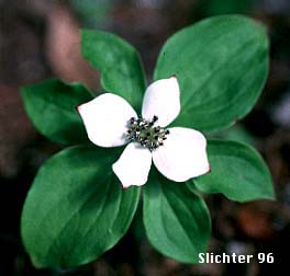 Bunchberry: Cornus unalaschkensis