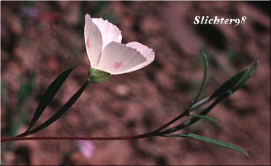 Farewell to Spring, Herald-of-summer, Lindley's Clarkia, Yellow Clarkia: Clarkia amoena ssp. lindleyi (Synonym: Clarkia amoena var. lindleyi)