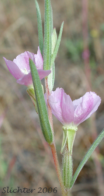 Small-flowered Godetia, Winecup Clarkia: Clarkia purpurea ssp. quadrivulnera (Synonyms: Clarkia quadrivulnera, Godetia purpurea var. parviflora, Godetia quadrivulnera, Godetia quadrivulnera var. vacensis)