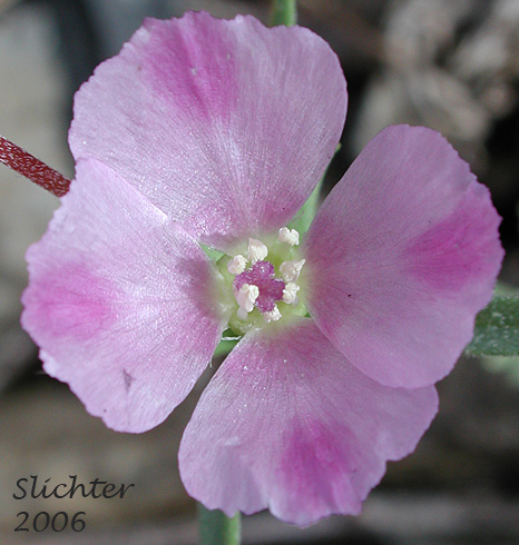 Close-up of a flower of Small-flowered Godetia, Winecup Clarkia: Clarkia purpurea ssp. quadrivulnera (Synonyms: Clarkia quadrivulnera, Godetia purpurea var. parviflora, Godetia quadrivulnera, Godetia quadrivulnera var. vacensis)