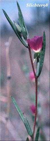 Small-flowered Godetia, Winecup Clarkia: Clarkia purpurea ssp. quadrivulnera (Synonyms: Clarkia quadrivulnera, Godetia purpurea var. parviflora, Godetia quadrivulnera, Godetia quadrivulnera var. vacensis)