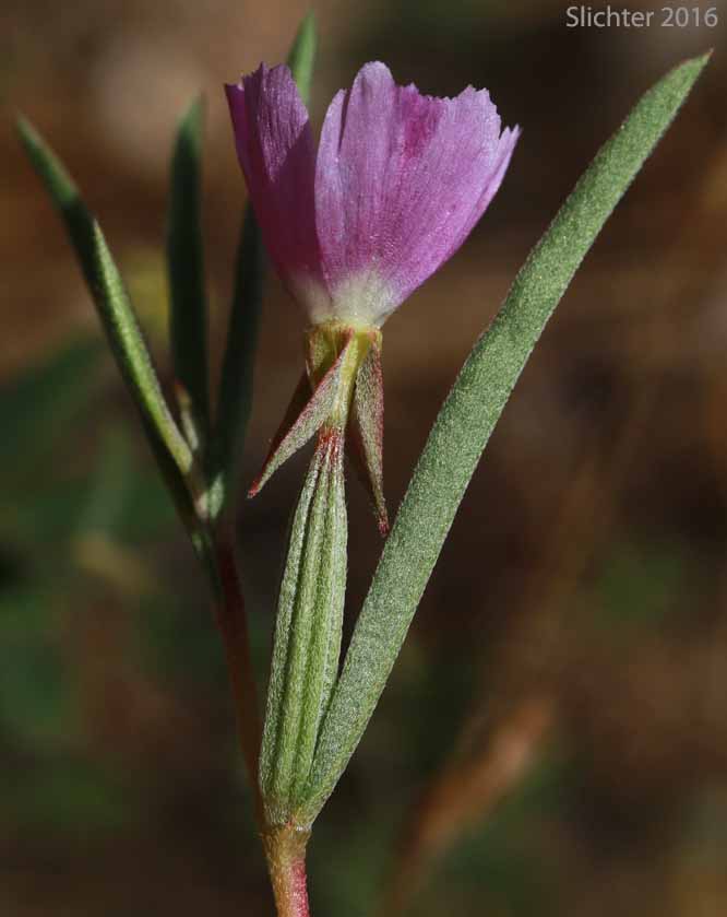Small-flowered Godetia, Winecup Clarkia: Clarkia purpurea ssp. quadrivulnera (Synonyms: Clarkia quadrivulnera, Godetia purpurea var. parviflora, Godetia quadrivulnera, Godetia quadrivulnera var. vacensis)