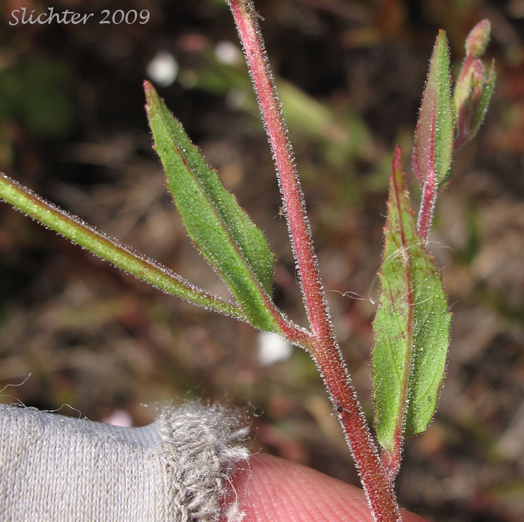 Stem leaves and seed pods of Ciliate Willowherb, Common Willow Herb, Purple-leaved Willowherb: Epilobium ciliatum ssp. ciliatum (Synonyms: Epilobium adenocaulon var. adenocaulon, Epilobium adenocaulon var. perplexans, Epilobium brevistylum var. brevistylum, Epilobium brevistylum var. ursinum, Epilobium californicum, Epilobium ciliatum var. ciliatum, Epilobium glandulosum var. macounii, Epilobium watsonii var. parishii)