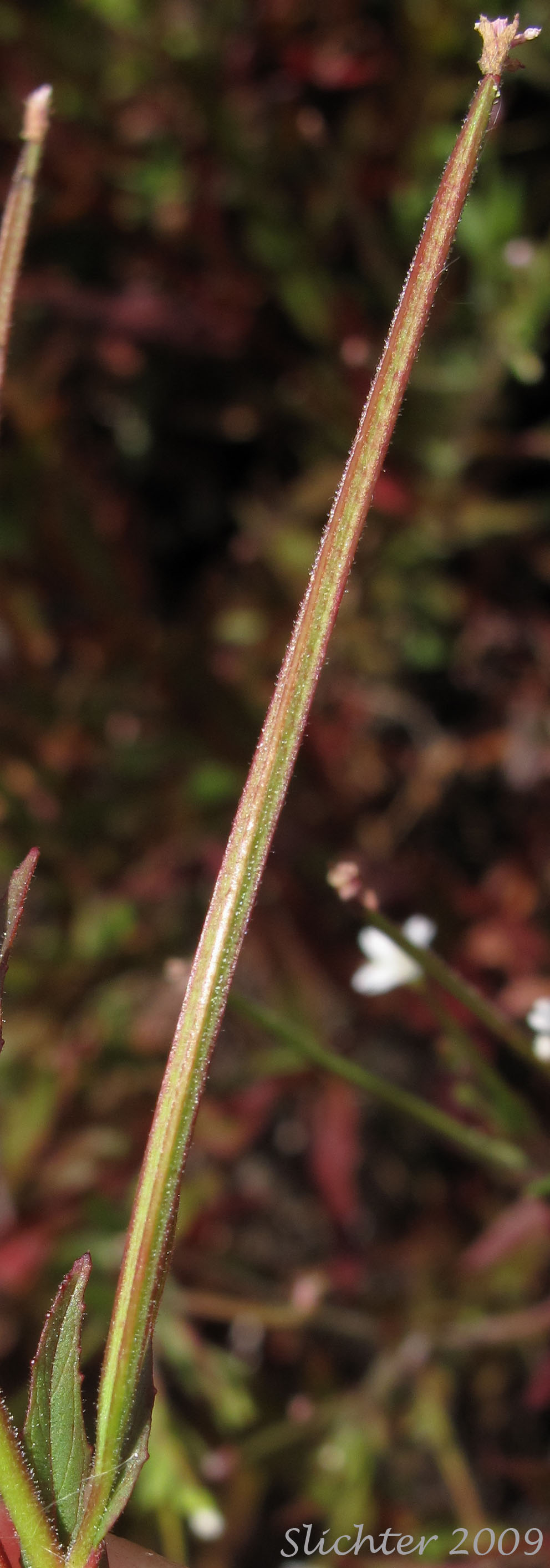 Seed pod of Ciliate Willowherb, Common Willow Herb, Purple-leaved Willowherb: Epilobium ciliatum ssp. ciliatum (Synonyms: Epilobium adenocaulon var. adenocaulon, Epilobium adenocaulon var. perplexans, Epilobium brevistylum var. brevistylum, Epilobium brevistylum var. ursinum, Epilobium californicum, Epilobium ciliatum var. ciliatum, Epilobium glandulosum var. macounii, Epilobium watsonii var. parishii)