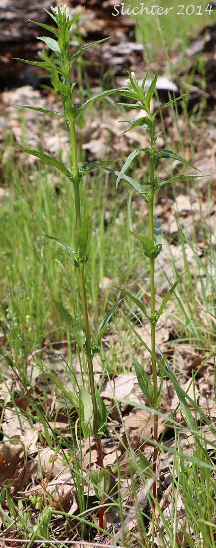 Ciliate Willowherb, Common Willow Herb, Purple-leaved Willowherb: Epilobium ciliatum ssp. ciliatum (Synonyms: Epilobium adenocaulon var. adenocaulon, Epilobium adenocaulon var. perplexans, Epilobium brevistylum var. brevistylum, Epilobium brevistylum var. ursinum, Epilobium californicum, Epilobium ciliatum var. ciliatum, Epilobium glandulosum var. macounii, Epilobium watsonii var. parishii)