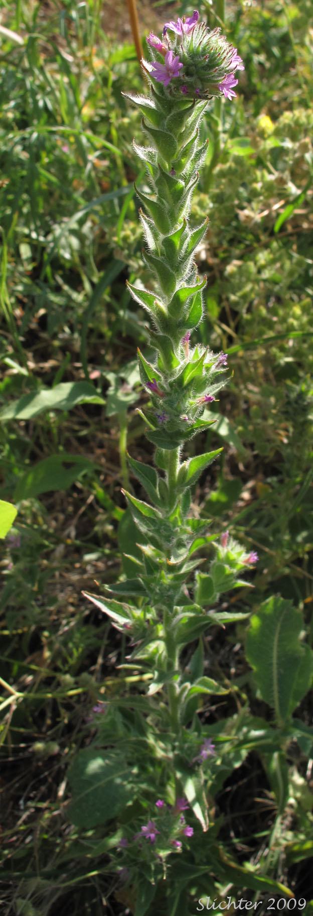 Denseflower Spike Primrose, Dense-flower Willowherb, Dense Spike-primrose: Epilobium densiflorum (Synonyms: Boisduvalia densiflora, Boisduvalia densiflora var. densiflora, Boisduvalia densiflora var. pallescens, Boisduvalia densiflora var. salina)