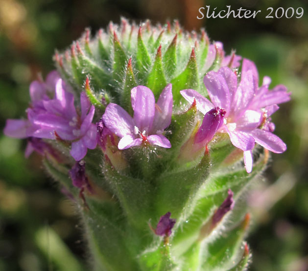 Inflorescence of Denseflower Spike Primrose, Dense-flower Willowherb, Dense Spike-primrose: Epilobium densiflorum (Synonyms: Boisduvalia densiflora, Boisduvalia densiflora var. densiflora, Boisduvalia densiflora var. pallescens, Boisduvalia densiflora var. salina)