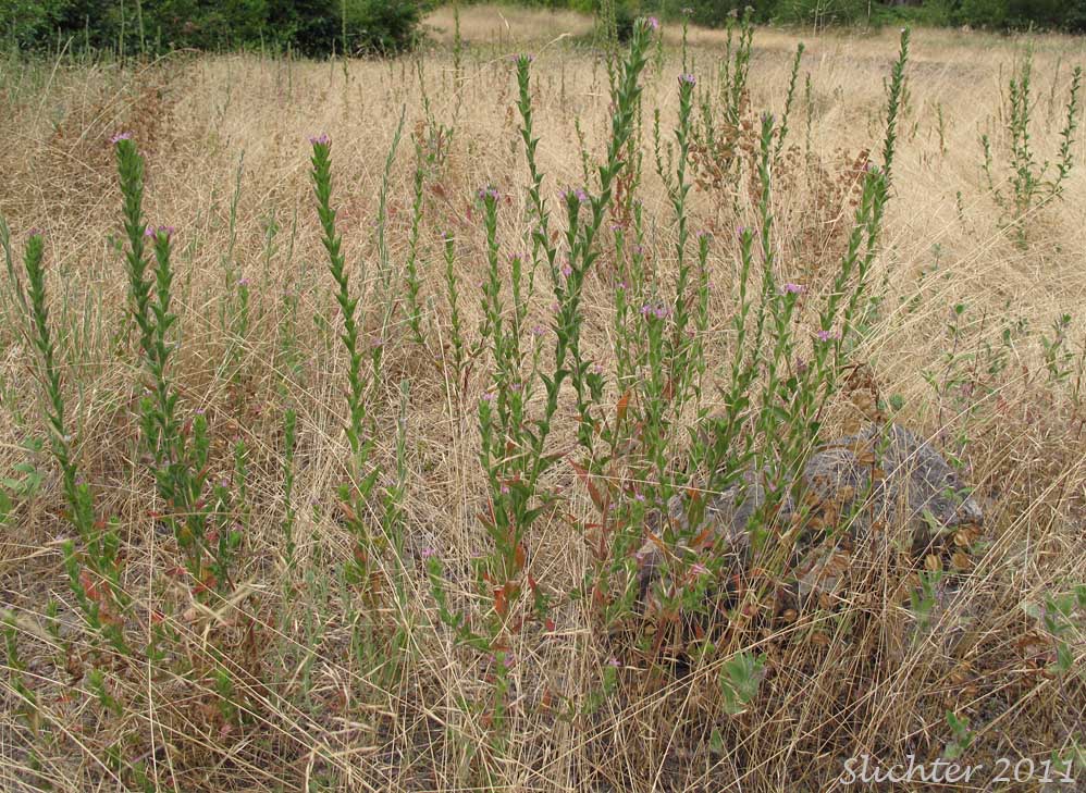 Denseflower Spike Primrose, Dense-flower Willowherb, Dense Spike-primrose: Epilobium densiflorum (Synonyms: Boisduvalia densiflora, Boisduvalia densiflora var. densiflora, Boisduvalia densiflora var. pallescens, Boisduvalia densiflora var. salina)