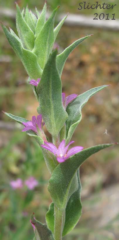 Close-up of a pink-flowered inflorescence of Denseflower Spike Primrose, Dense-flower Willowherb, Dense Spike-primrose: Epilobium densiflorum (Synonyms: Boisduvalia densiflora, Boisduvalia densiflora var. densiflora, Boisduvalia densiflora var. pallescens, Boisduvalia densiflora var. salina)