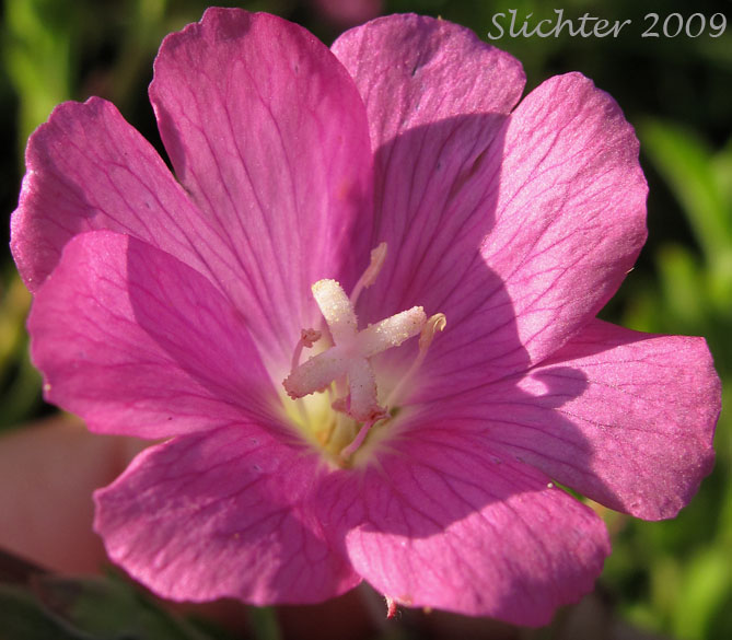 Flower of Codlins and Cream, Fiddlegrass, Fiddle Grass, Fiddle Grass Willowherb: Epilobium hirsutum