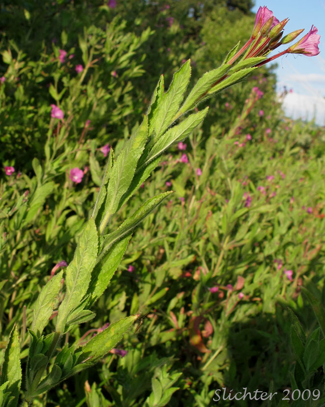 Codlins and Cream, Fiddlegrass, Fiddle Grass, Fiddle Grass Willowherb: Epilobium hirsutum