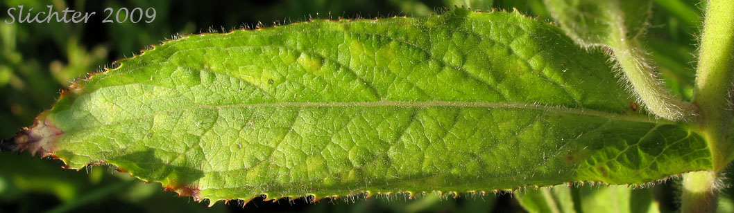 Stem leaf of Codlins and Cream, Fiddlegrass, Fiddle Grass, Fiddle Grass Willowherb: Epilobium hirsutum