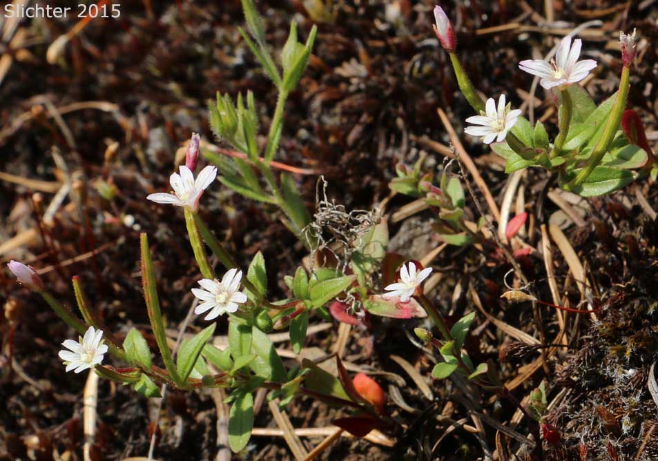 Chaparral Willowherb, Small-flowered Willow-herb: Epilobium minutum (Synonym: Epilobium minutum var. minutum)