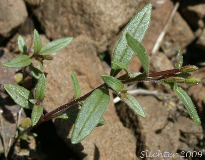 Chaparral Willowherb, Small-flowered Willow-herb: Epilobium minutum