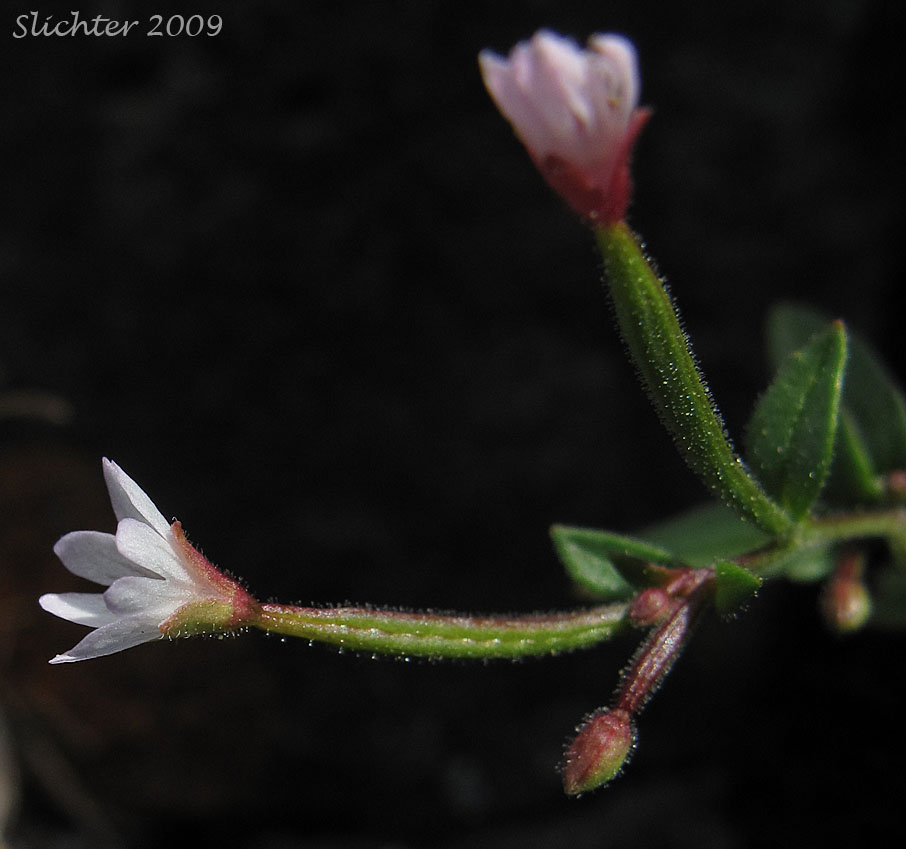 Chaparral Willowherb, Small-flowered Willow-herb: Epilobium minutum
