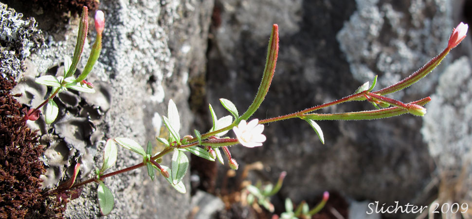 Chaparral Willowherb, Small-flowered Willow-herb: Epilobium minutum