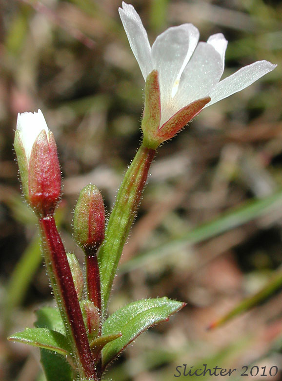 Inflorescence of Chaparral Willowherb, Small-flowered Willow-herb: Epilobium minutum (Synonym: Epilobium minutum var. minutum)