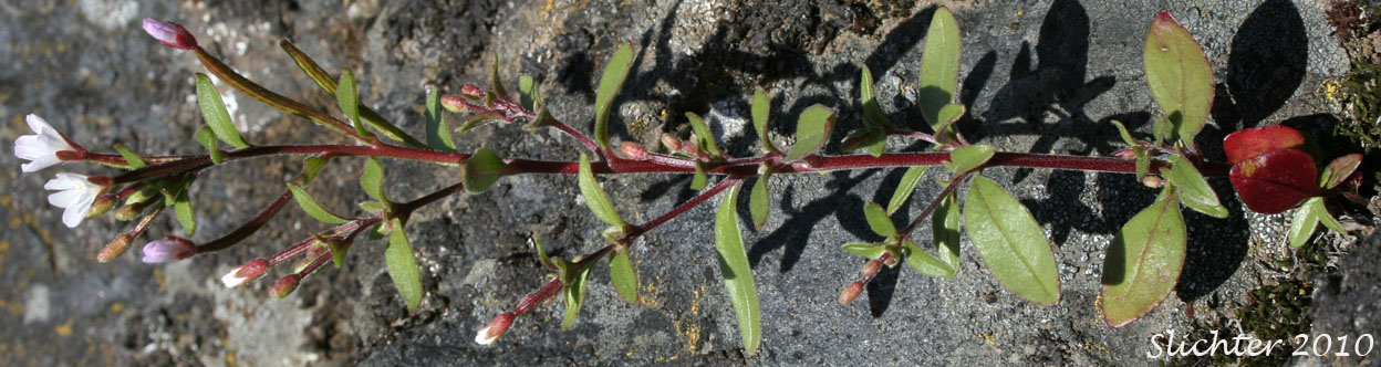 Chaparral Willowherb, Small-flowered Willow-herb: Epilobium minutum (Synonym: Epilobium minutum var. minutum)