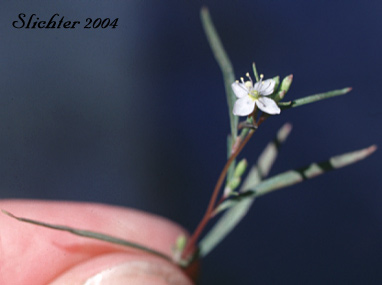 Spreading Groundsmoke: Gayophytum diffusum ssp. diffusum (Synonyms: Gayophytum diffusum var. diffusum, Gayophytum diffusum var. villosum, Gayophytum eriospermum, Gayophytum nuttallii)