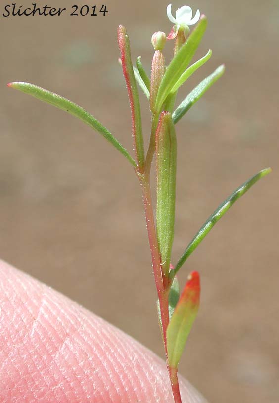 Dwarf Groundsmoke: Gayophytum humile (Synonyms: Gayophytum humile var. hirtellum, Gayophytum humile var. humile, Gayophytum nuttallii)