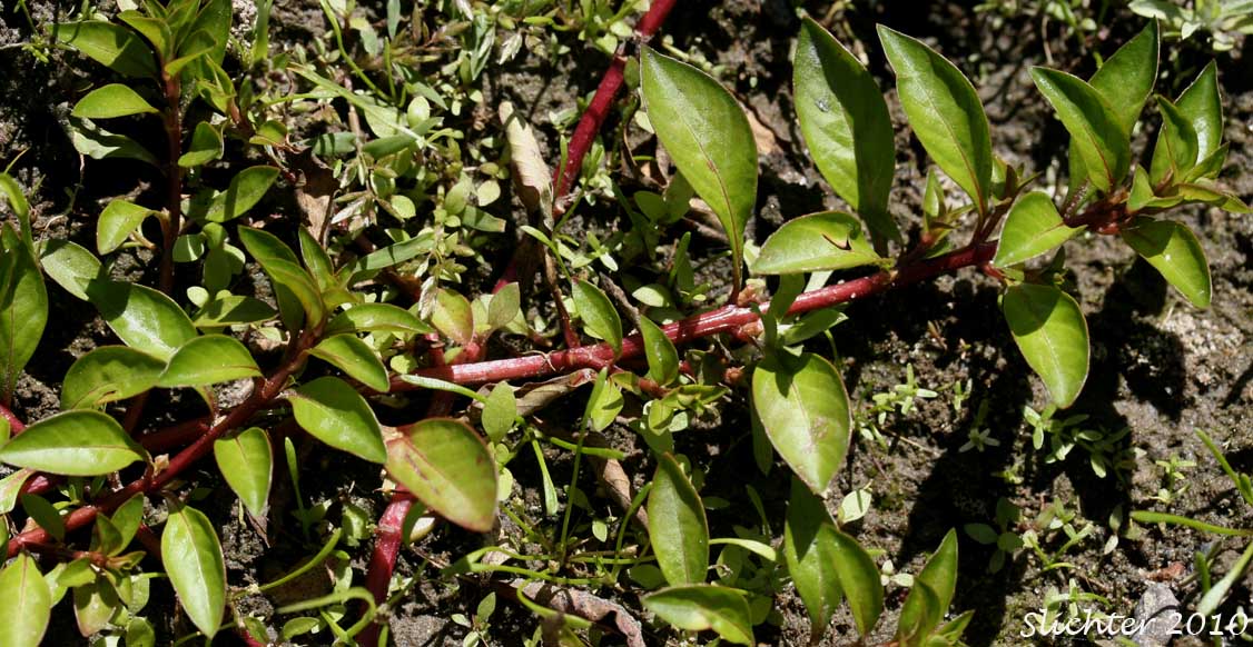 East False Loosestrife, False Loosestrife, Marsh Primrose-willow, Marsh Seedbox: Ludwigia palustris (Synonyms: Isnardia palustris, Ludwigia palustris var. americana, Ludwigia palustris var. nana, Ludwigia palustris var. pacifica)
