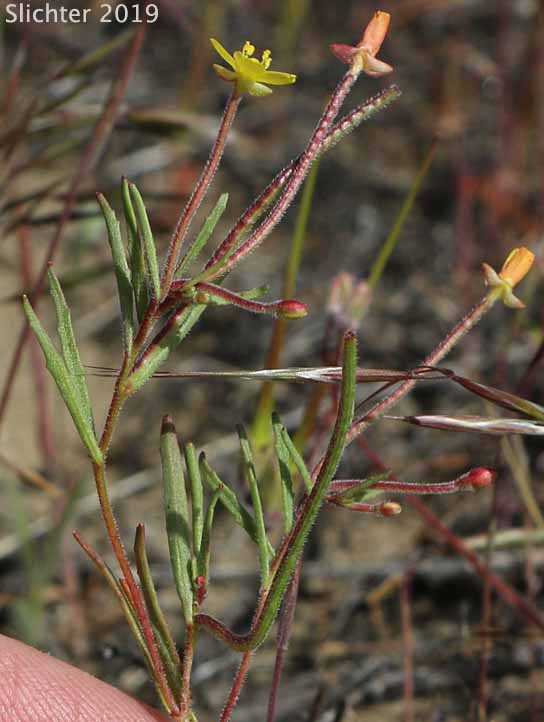 Contorted Pod Evening Primrose, Contorted Pod Suncup, Plains Evening-primrose, Slender Evening Primrose, Twisted Suncup: Camissonia contorta (Synonyms: Oenothera contorta, Oenothera contorta var. contorta, Oenothera cruciata (illeg.), Oenothera dentata)