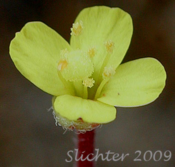 Flower of Contorted Pod Evening Primrose, Contorted Pod Suncup, Plains Evening-primrose, Slender Evening Primrose, Twisted Suncup: Camissonia contorta (Synonyms: Oenothera contorta, Oenothera contorta var. contorta, Oenothera cruciata (illeg.), Oenothera dentata)