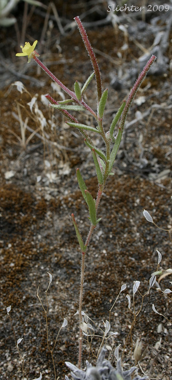 Contorted Pod Evening Primrose, Contorted Pod Suncup, Plains Evening-primrose, Slender Evening Primrose, Twisted Suncup: Camissonia contorta (Synonyms: Oenothera contorta, Oenothera contorta var. contorta, Oenothera cruciata (illeg.), Oenothera dentata)