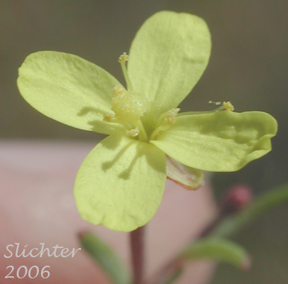 Flower of Contorted Pod Evening Primrose, Contorted Pod Suncup, Plains Evening-primrose, Slender Evening Primrose, Twisted Suncup: Camissonia contorta (Synonyms: Oenothera contorta, Oenothera contorta var. contorta, Oenothera cruciata (illeg.), Oenothera dentata)