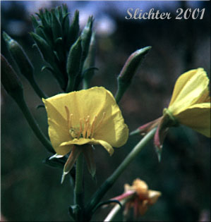 Hooker's Evening-primrose, Western Evening-primrose: Oenothera elata ssp. hirsutissima (Synonyms: Oenothera elata var. hirsutissima, Oenothera hookeri, Oenothera hookeri ssp. angustifolia, Oenothera hookeri var. angustifolia, Oenothera hookeri var. ornata)
