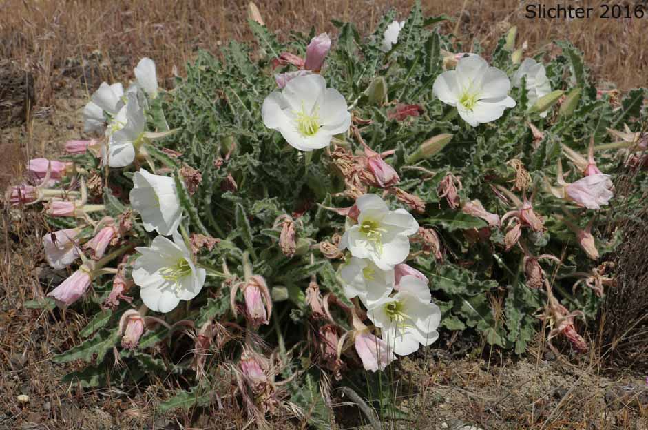 Tufted Evening Primrose: Oenothera caespitosa ssp. marginata (Synonyms: Oenothera caespitosa var. marginata, Oenothera cespitosa ssp. marginata, Oenothera cespitosa var. marginata)