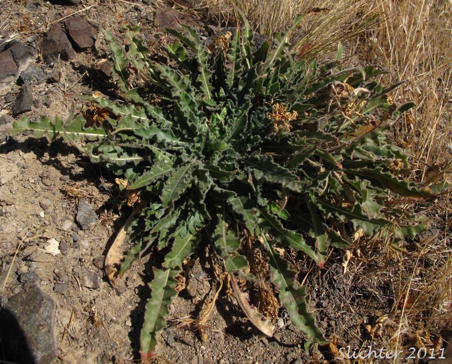 Basal rosette of leaves of Tufted Evening Primrose: Oenothera caespitosa ssp. marginata (Synonyms: Oenothera caespitosa var. marginata, Oenothera cespitosa ssp. marginata, Oenothera cespitosa var. marginata)