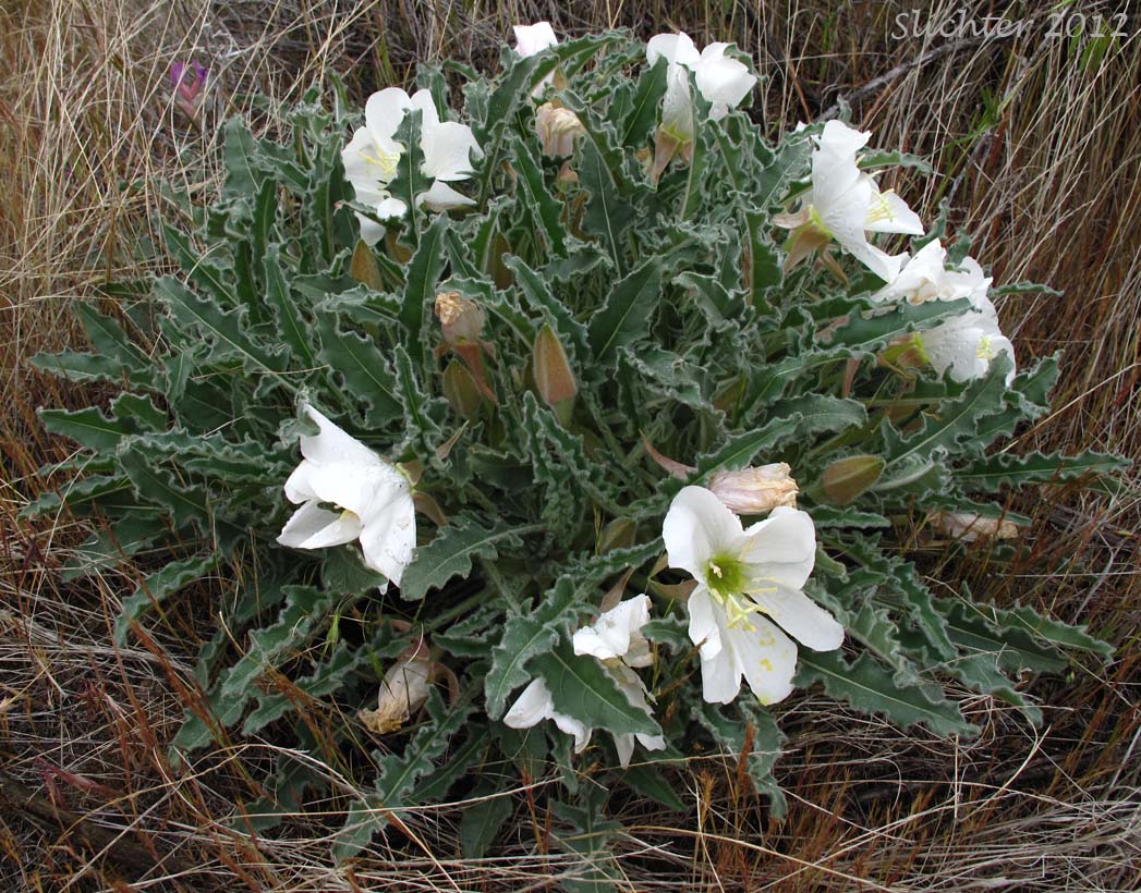 marginata/marginata4a.jpg