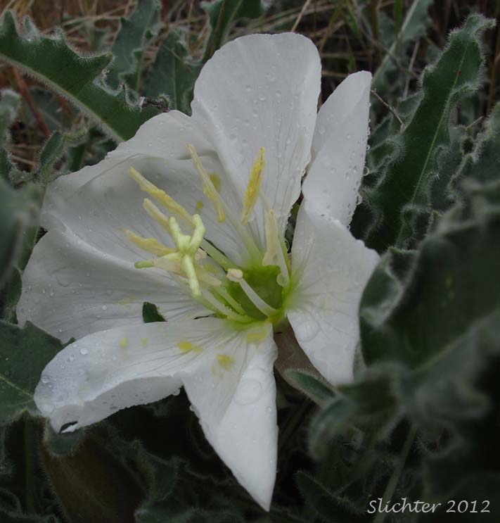 Close-up of a flower of Tufted Evening Primrose: Oenothera caespitosa ssp. marginata (Synonyms: Oenothera caespitosa var. marginata, Oenothera cespitosa ssp. marginata, Oenothera cespitosa var. marginata)