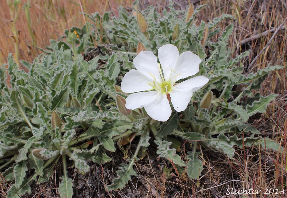 Tufted Evening Primrose: Oenothera caespitosa ssp. marginata (Synonyms: Oenothera caespitosa var. marginata, Oenothera cespitosa ssp. marginata, Oenothera cespitosa var. marginata)